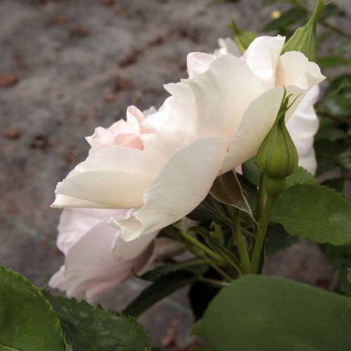 Rosa Eyes for You™ - purpuriu - alb - Trandafir copac cu trunchi înalt - cu flori în buchet - coroană tufiș